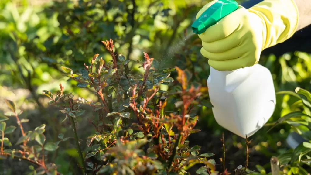 Como eliminar as pragas de plantas: soluções caseiras e naturais