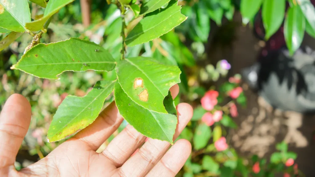 Como eliminar pragas em plantas