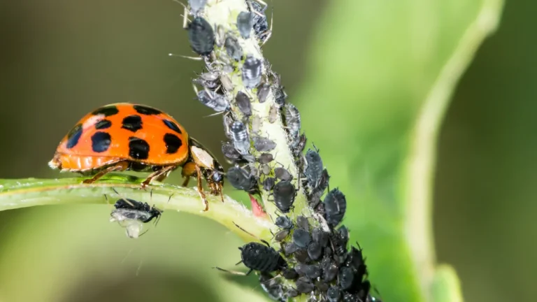 Como acabar com pragas nas flores