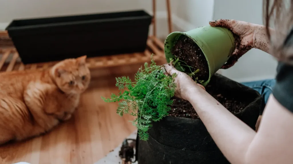 Como fazer uma horta orgânica passo a passo