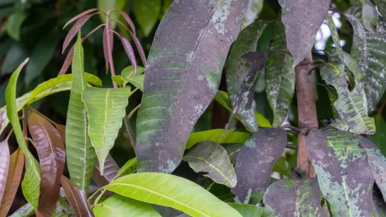 Como eliminar pragas em plantas