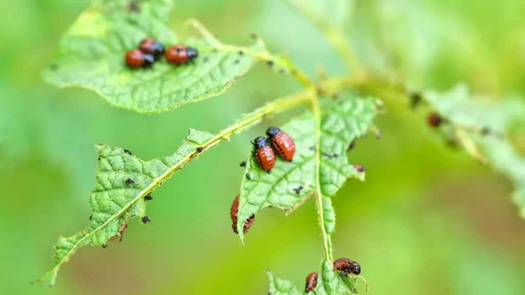 Como acabar com pragas nas flores