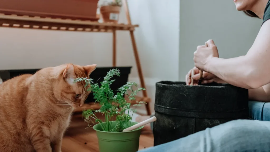 Como fazer uma horta em apartamento