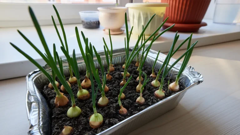 Como fazer uma horta em apartamento