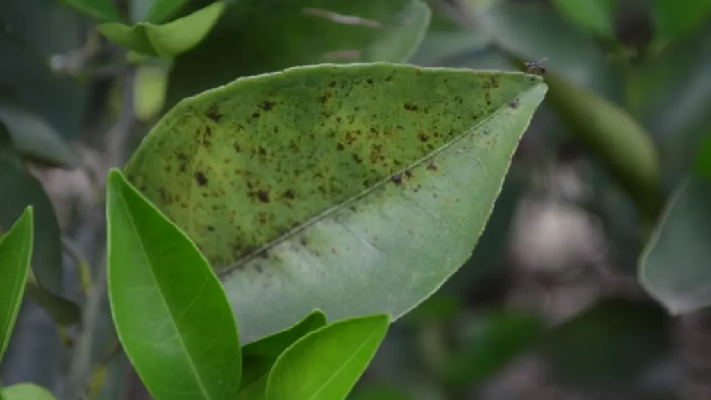 Como eliminar pragas em plantas