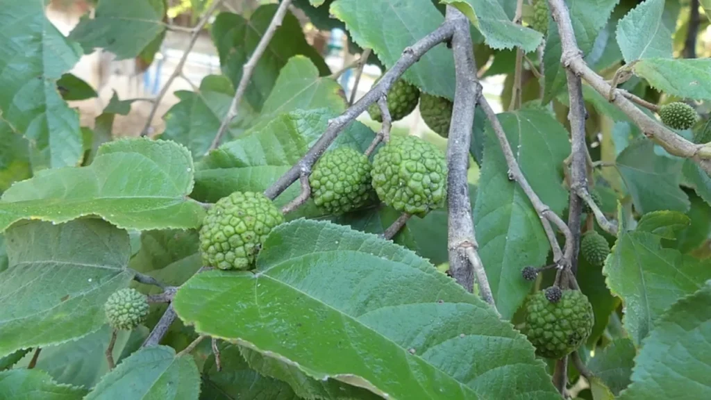 Mutamba (Guazuma ulmifolia) Mutamba (Guazuma ulmifolia)