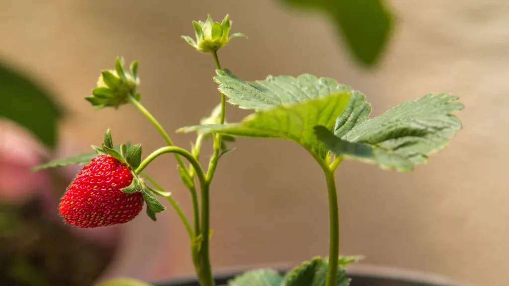 Morango em Vaso: Guia Definitivo