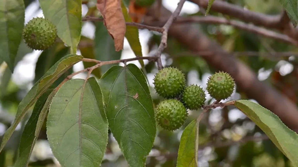 Mutamba (Guazuma ulmifolia) Mutamba (Guazuma ulmifolia)