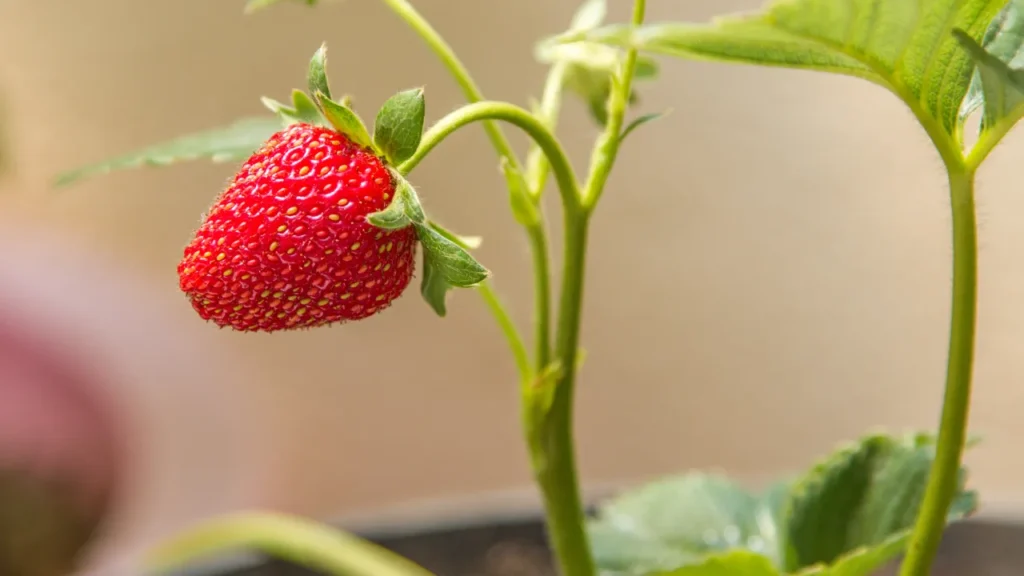 Solução barata que aumenta durabilidade das frutas