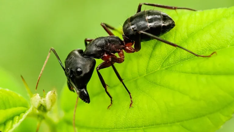 Tudo o que você precisa saber para controlar as formigas definitivamente