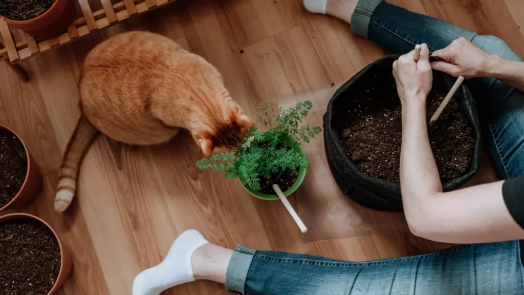 Aprenda a plantar sua hortinha em vasos