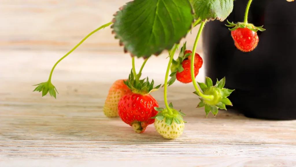 Solução barata que aumenta durabilidade das frutas