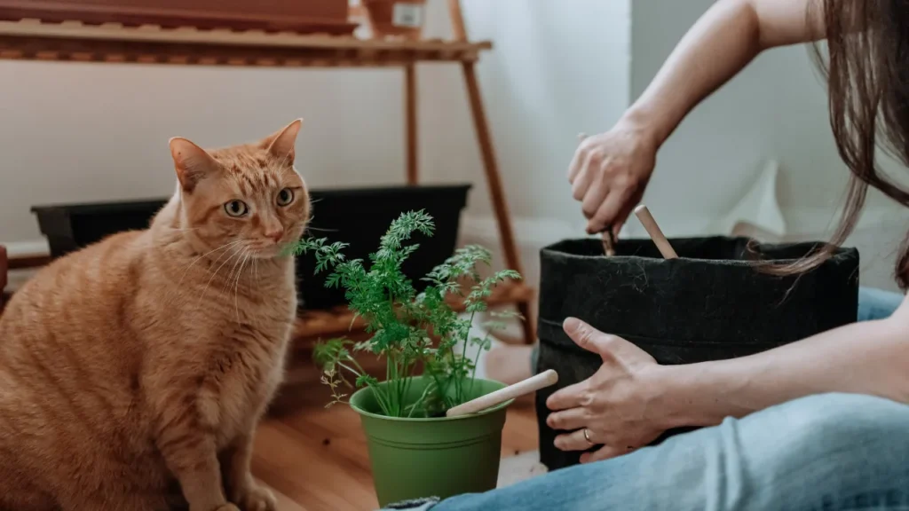 Aprenda a plantar sua hortinha em vasos