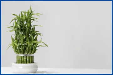 Curso de Marcenaria com Bambu