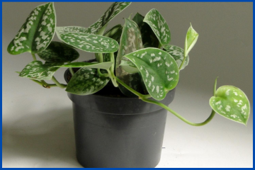 Apostila sobre Plantas Tóxicas de Interesse Pecuário