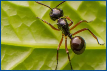 Controle ecológico de pragas e doenças das plantas de casa