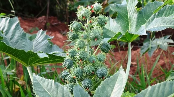 Cuidado com essas plantas elas são tóxicas e estão em todo lugar Cuidado com essas plantas elas são tóxicas e estão em todo lugar