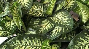 Cuidado com essas plantas elas são tóxicas e estão em todo lugar Cuidado com essas plantas elas são tóxicas e estão em todo lugar