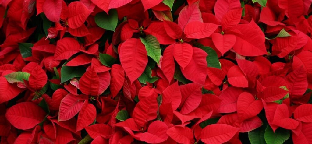 Cuidado com essas plantas elas são tóxicas e estão em todo lugar Bico-de-papagaio